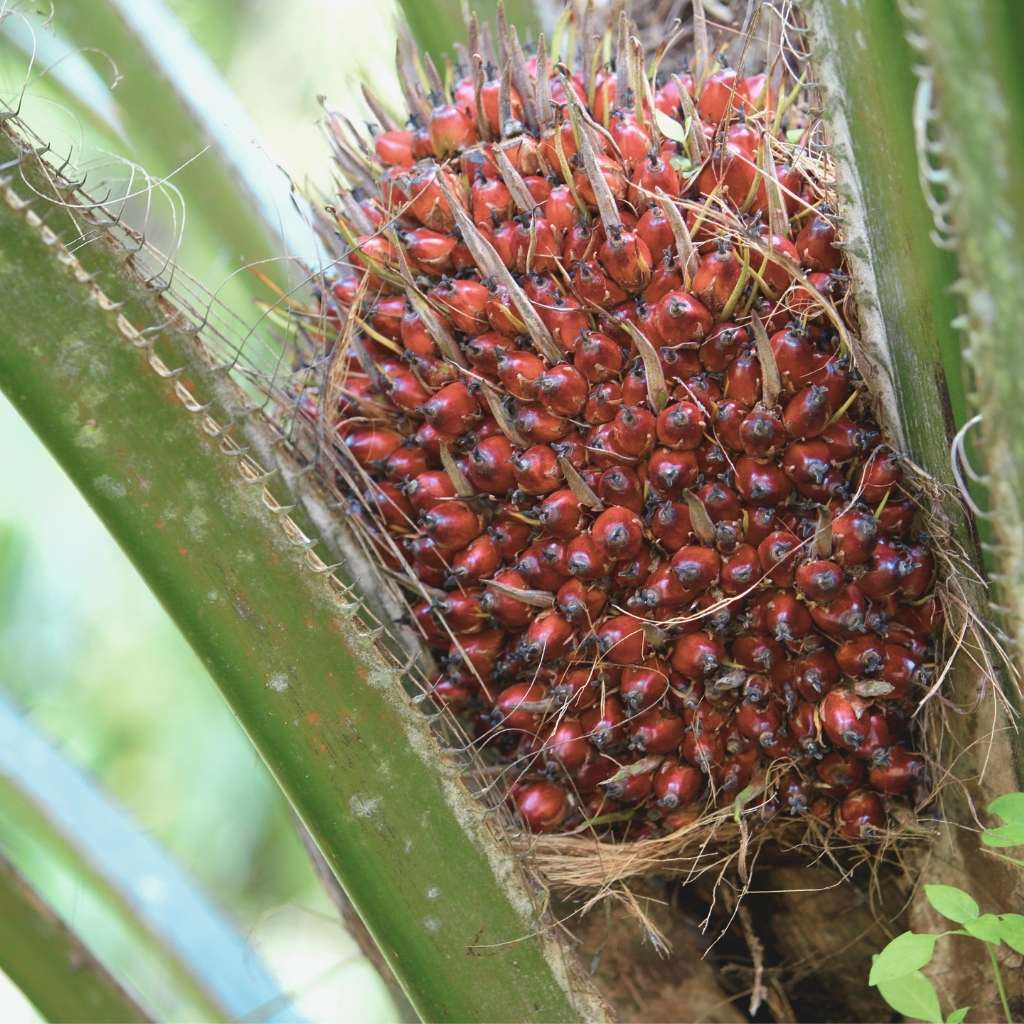 Sawit berkualitas