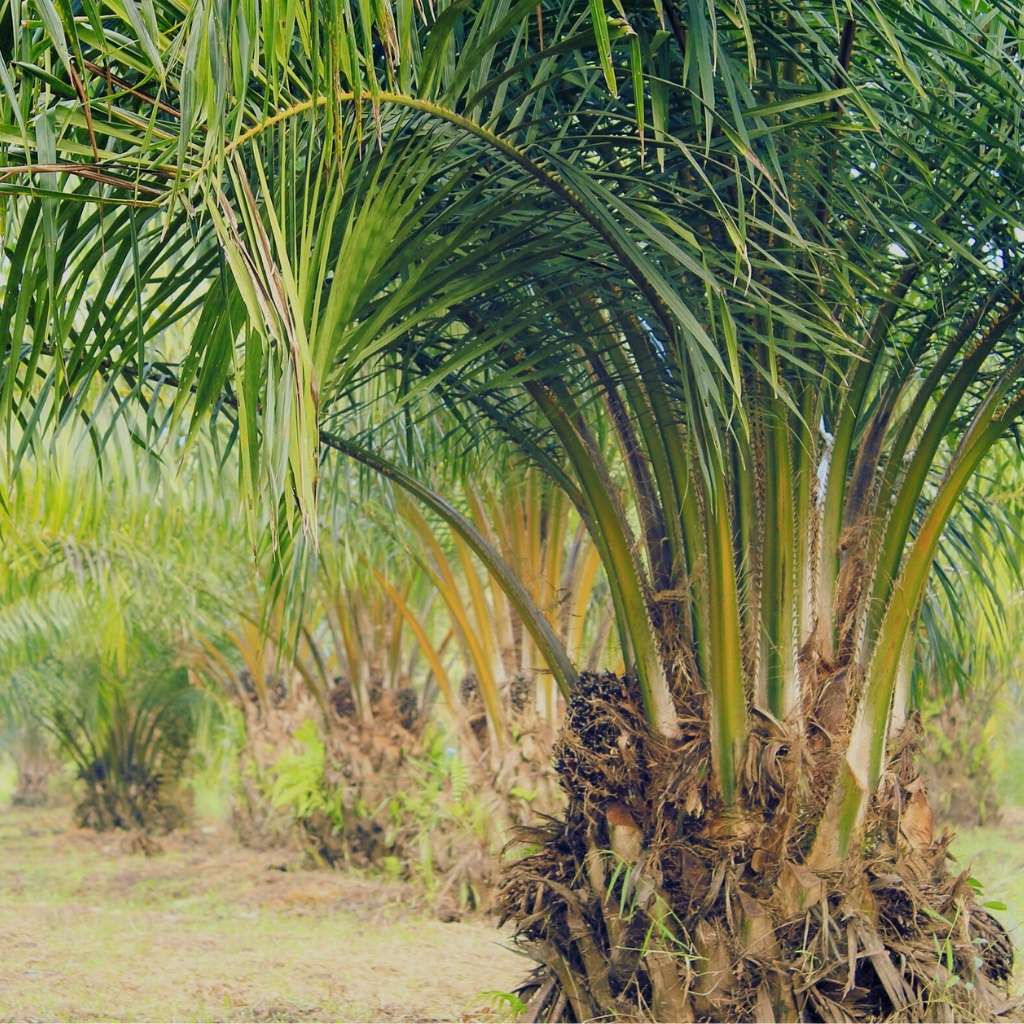 Perkebunan Kelapa Sawit